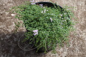 Тимьян ранний (Thymus praecox `Minor`)