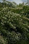 Пузыреплодник калинолистный (Physocarpus opulifolius)