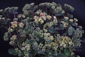 Очиток гибридный (Sedum x hybrida `Strawberry and Cream`)