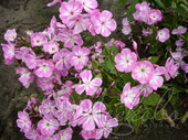 Флокс метельчатый (Phlox paniculata `Anastasia`)