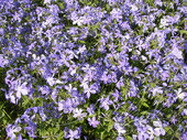 Флокс растопыренный (Phlox divaricata `Clouds of Perfume`)