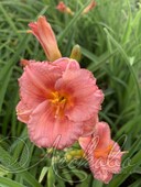 Лилейник гибридный (Hemerocallis `Cosmopolitan`)