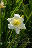 Лилейник гибридный (Hemerocallis `Gentle Shepherd`)