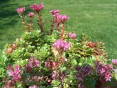 Очиток ложный (Sedum spurium)