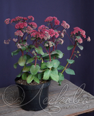 Очиток телефиум (Sedum telephium `Red Cauli`)