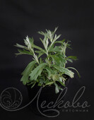 Полынь Людовика (Artemisia ludoviciana)