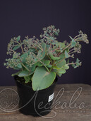 Очиток серый (Sedum griseum `Hab Gray`)