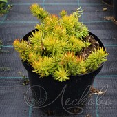 Очиток отогнутый (Sedum reflexum `Yellow`)