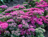 Очиток телефиум (Sedum telephium `Munstead Dark Red`)