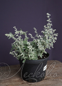 Полынь Пурша (Artemisia purshiana)