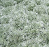Полынь Шмидта (Artemisia schmidtiana `Nana`)