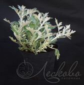 Полынь Стеллера (Artemisia stelleriana `Mori`s Form`)