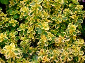 Тимьян лимоннопахнущий (Thymus × citriodorus `Aureus`)