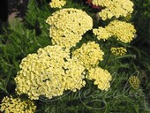 Тысячелистник обыкновенный (Achillea millefolium `Marie Ann`)