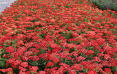 Тысячелистник обыкновенный (Achillea millefolium `Paprika`)