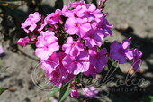 Флокс метельчатый (Phlox paniculata `Cinderella`)