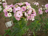 Флокс метельчатый (Phlox paniculata `Sherbet Cocktail`)