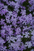 Флокс шиловидный (Phlox subulata `Purple Beauty`)