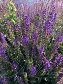 Шалфей дубравный (Salvia nemorosa `Mainacht`)