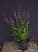 Шалфей дубравный (Salvia nemorosa `Negrito`)