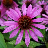 Эхинацея пурпурная (Echinacea purpurea `Magnus`)