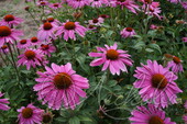 Эхинацея пурпурная (Echinacea purpurea `Razzmatazz`)