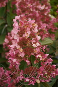 Гортензия метельчатая (Hydrangea paniculata `Brussels Lace`)