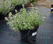 Тимьян лимоннопахнущий (Thymus х citriodorus `Silver Queen`)