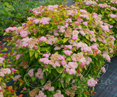 Спирея гибридная (Spiraea х hybrida 'Double Play Big Bang' (= 'Tracy')