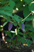 Жимолость съедобная (Lonicera edulis `Амфора`)