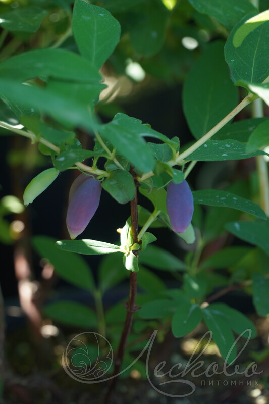 Жимолость съедобная (Lonicera edulis `Амфора`) - Изгороди - По областямприменения - Каталог - LESKOVO-PITOMNIK.ru