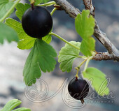 Крыжовник (Ribes grossularia `Командор`)
