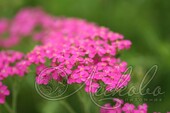 Тысячелистник обыкновенный (Achillea millefolium `Cerise Queen`)