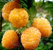Малина ремонтантная (Rubus idaeus `Золотые купола`)