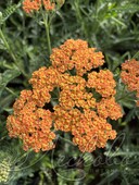 Тысячелистник обыкновенный (Achillea millefolium `Terracotta`)