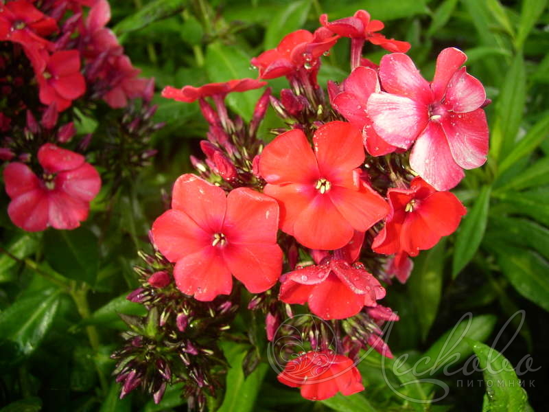 Флокс метельчатый (Phlox paniculata `Miss Mary`) - Флокс метельчатый-Флокс  - Многолетники - Каталог 