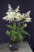 Астильба Арендса (Astilbe x arendsii `Brautschleier`)