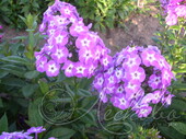 Флокс метельчатый (Phlox paniculata `Blue Boy`)