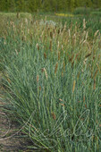 Сеслерия голубая (Sesleria caerulea)