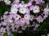 Флокс метельчатый (Phlox paniculata `Little Boy`)