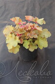 Гейхера гибридная (Heuchera × hybrida `Caramel`)