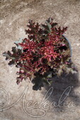 Гейхера гибридная (Heuchera × hybrida `Crimson Curis`)