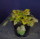 Гейхерелла гибридная (Heucherella × hybridа `Golden Zebra`)