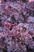 Гейхера гибридная (Heuchera × hybrida `Melting Fire`)