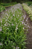 Хоста ланцетолистная (Hosta lancifolia)