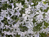 Флокс растопыренный (Phlox divaricata `White Perfume`)