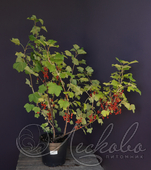 Смородина красная (Ribes rubrum `Натали`)