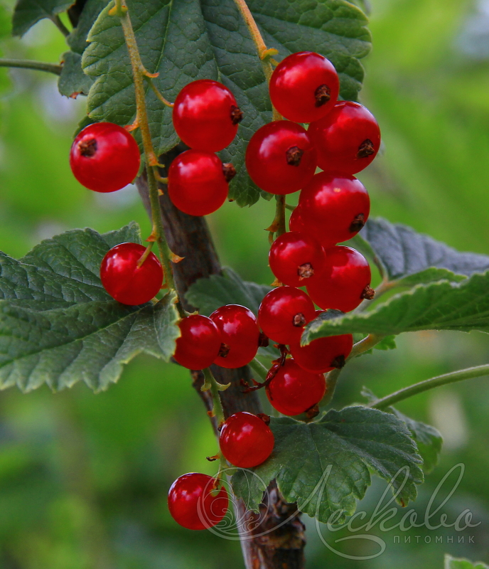 Группа ленинград красная смородина. Смородина красная ribes rubrum "сахарная". Прилистники у красной смородины. Красная смородина колючки. Красная смородина косточки.