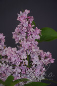 Сирень обыкновенная (Syringa vulgaris `Изобилие`)