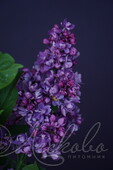 Сирень обыкновенная (Syringa vulgaris `Огни Донбасса`)